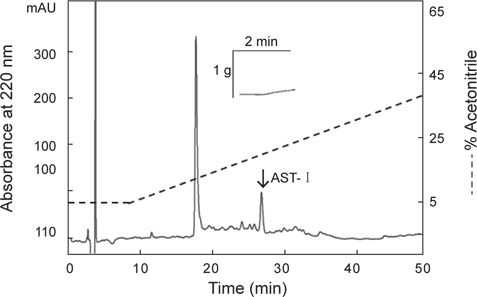 Reverse-phase HPLC profile of the AST-I. The dashed line shows the concentration of acetonitrile in the elution. The arrowed peak shows a contractile effect in starfish Asterina pectinifera DRM.
