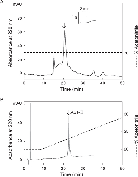 Size-exclusion HPLC (A) and reverse-phase HPLC (B) profile of the AST-II. The dashed line shows the concentration of acetonitrile in the elution. The arrowed peaks show a contractile effect in starfish Asterina pectinifera DRM.