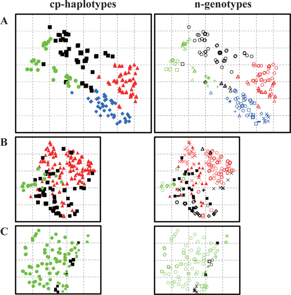 Distribution of cp-haplotypes and n-genotypes of Robinia pseudoacacia in Plots A, B, and C. In cp-haplotypes (graphs in left side), symbols of the same color and shape represent trees of the same cp-haplotype. Cp-haplotypes H1, squares; H2, circles; H3, triangles; and H5, diamonds. In n-genotypes (graphs in right side), symbols of the same color and shape represent trees of the same n-genotype. Painted squares and triangles in Plots B and C represent a tree for which the n-genotype was unique in the plot. Grid width is 10 m.