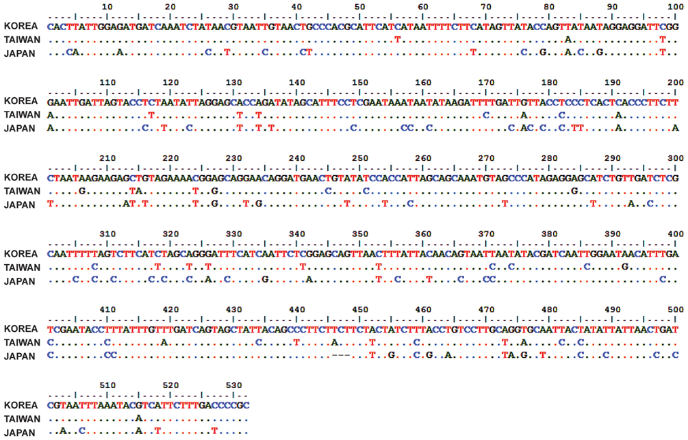 Polymorphic sites shown among three different genetic lineages of Chrysochroa fulgidissima. Dots indicate nucleotide shared with the first sequence. Dashes indicate gaps in alignment.