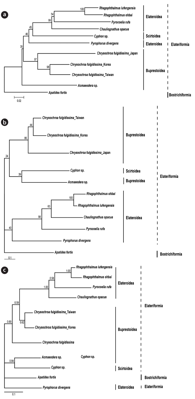 Phylogenetic trees for 11 Elateriformia species and the three different populations of Chrysochroa fulgidissima based on COI sequences analyzed by (a) NJ (neighbor joining), (b) ML (maximum likelihood), and (c) BI (Bayesian inference) methods. Numbers above the branches in (a) and (b) indicate bootstrap supports of nodes, in (c) indicate Bayesian posterior probability.