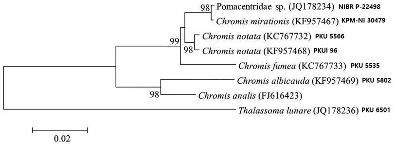 Neighbor-joining tree constructed by the mitochondrial DNA 16S rRNA sequences for juvenile Pomacentridae sp. and five Chromis species, with one outgroup (Thalassoma lunare). Numbers at branches indicate bootstrap probabilities in 10,000 bootstrap replications. Bar indicates genetic distance of 0.02. Parenthesis and superscripts indicate the NCBI registratioin number and voucher number, respectively.