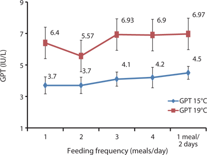 Glutamic pyruvic transaminase (GPT) of growing Korean rockfish with different feeding frequencies at 15°C and 19°C (IU/L = international units per liter). Error bars represent standard deviation.