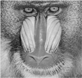 Original Baboon image ( 256×256).