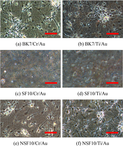 Microscope images of the cultured hippocampal neuron cells at 12 DIV. The results in (a) and (b) show the cultured neurons for conventional BK7 glass substrates as a control. In the cases of (c) and (d), cell death is observed at a whole region of the SPR substrate based on a leaded SF10 glass. For lead-free NSF10 glass substrate, dense and multilayered axons and dendrites in the cell bodies are exhibited, as shown in (e) and (f), which resembles the results of (a) and (b). Scale bar = 100 μm.
