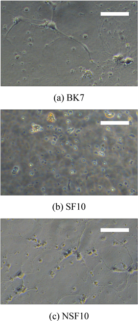 Microscope images when neuron cells are directly cultured on a glass substrate without metal films. While the cell images obtained at 15 DIV clearly show the cytotoxic effect caused by lead-based SF10 glass substrate, the other glasses have no toxic effect on the neuron cell culture. Scale bar = 100 μm.