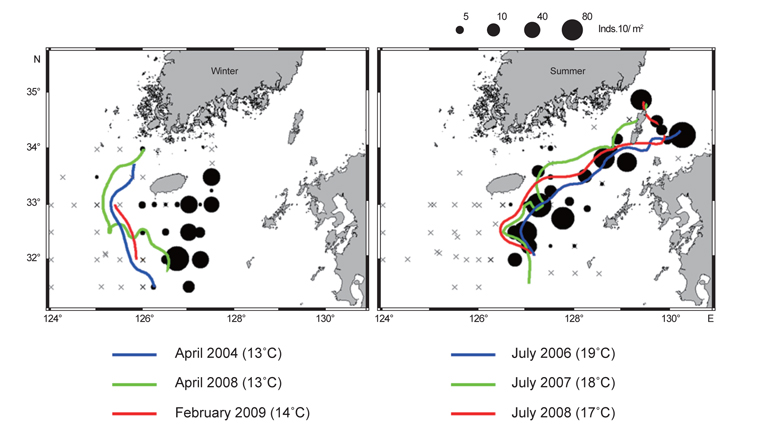 Combined paralarval distribution in summer and winter (2004-2009) were superimposed, respectively. Colored lines indicate position of fronts from each seasonal survey. Crosses indicate no catch.