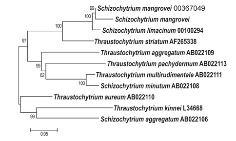 Phylogenetic tree of B-12: Schizochytrium mangrovei based on 18S rDNA sequencing.