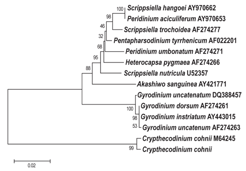 Phylogenetic tree of C-6: Crypthecodium cohnii based on 18S rDNA sequencing.
