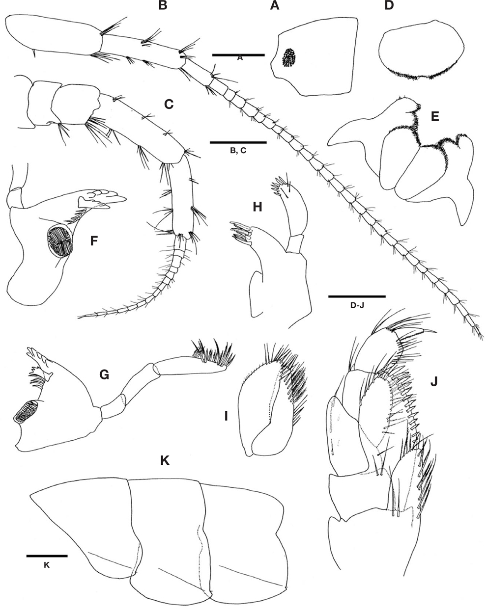 Ampithoe akuolaka  Barnard, 1970, male (A-K). A, Head, lateral view; B, Antenna 1; C, Antenna 2; D, Upper lip; E, Lower lip; F, Left mandible; G, Right mandible; H, Maxilla 1; I, Maxilla 2; J, Maxilliped; K, Pleonal epimera. Scale bars: A, K=1.0 mm, B, C=0.5 mm, D-J=0.25 mm.