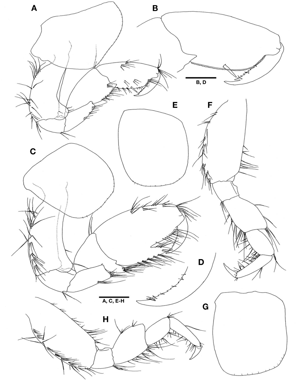 Ampithoe akuolaka  Barnard, 1970, male (A-H). A, Gnathopod 1; B, Propodus and dactylus of gnathopod 1; C, Gnathopod 2; D, Dactylus of gnathopod 2; E, Coxa 3; F, Pereopod 3; G, Coxa 4; H, Pereopod 4. Scale bars: A, C, E-H=0.5 mm, B, D=0.25 mm.