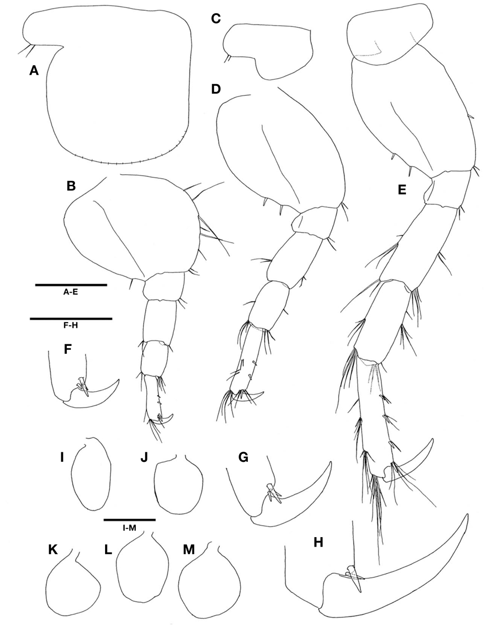 Ampithoe akuolaka  Barnard, 1970, male (A-M). A, Coxa 5; B, Pereopod 5; C, Coxa 6; D, Pereopod 6; E, Pereopod 7; F-H, Distal spines of propodus on pereopods 5-7, setae omitted; I-M, Coxal gills of gnathopod 2-pereopod 6. Scale bars: A-E, I-M=0.5 mm, F-H=0.2 mm.