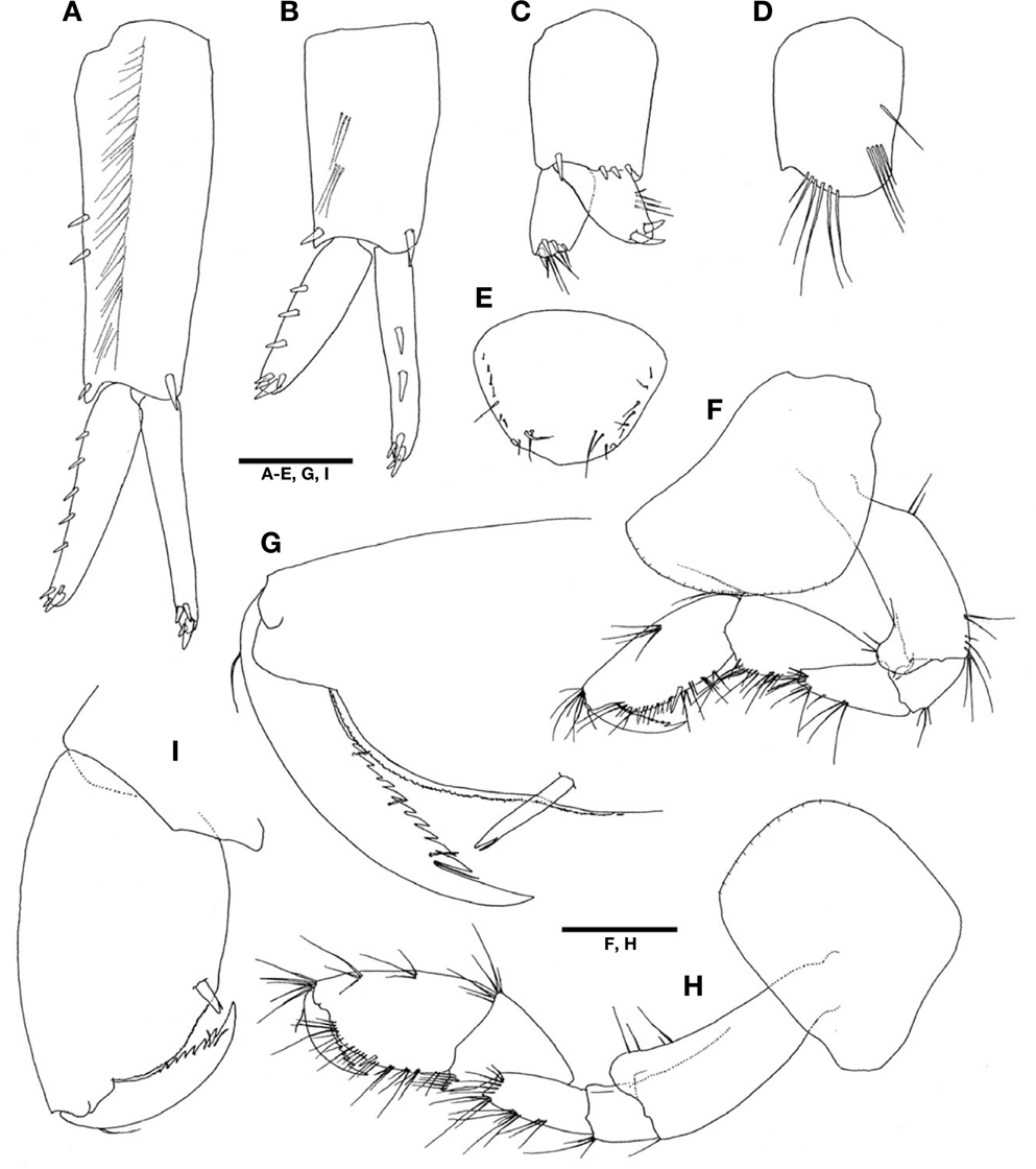 Ampithoe akuolaka  Barnard, 1970, male (A-E) and female (F-I). A, Uropod 1; B, Uropod 2; C, Uropod 3; D, Peduncle of uropod 3, medial view; E, Telson; F, Gnathopod 1; G, Palm and dactylus of gnathopod 1, setae omitted; H, Gnathopod 2; I, Propodus and dactylus of gnathopod 2, setae omitted. Scale bars: A-E, G, I=0.25 mm, F, H=0.5 mm.