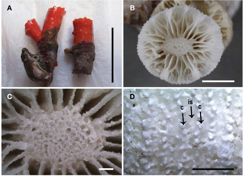 Cladopsammia gracilis. A, Corallum, phaceloid of corallites basally united; B, Septal arrangement, Pourtales plan well developed; C, Collumella, spongy; D, Costae (c) granulated, intercostal striae (is) porous. Scale bars: A=3 cm, B=5 mm, C, D=1 mm.