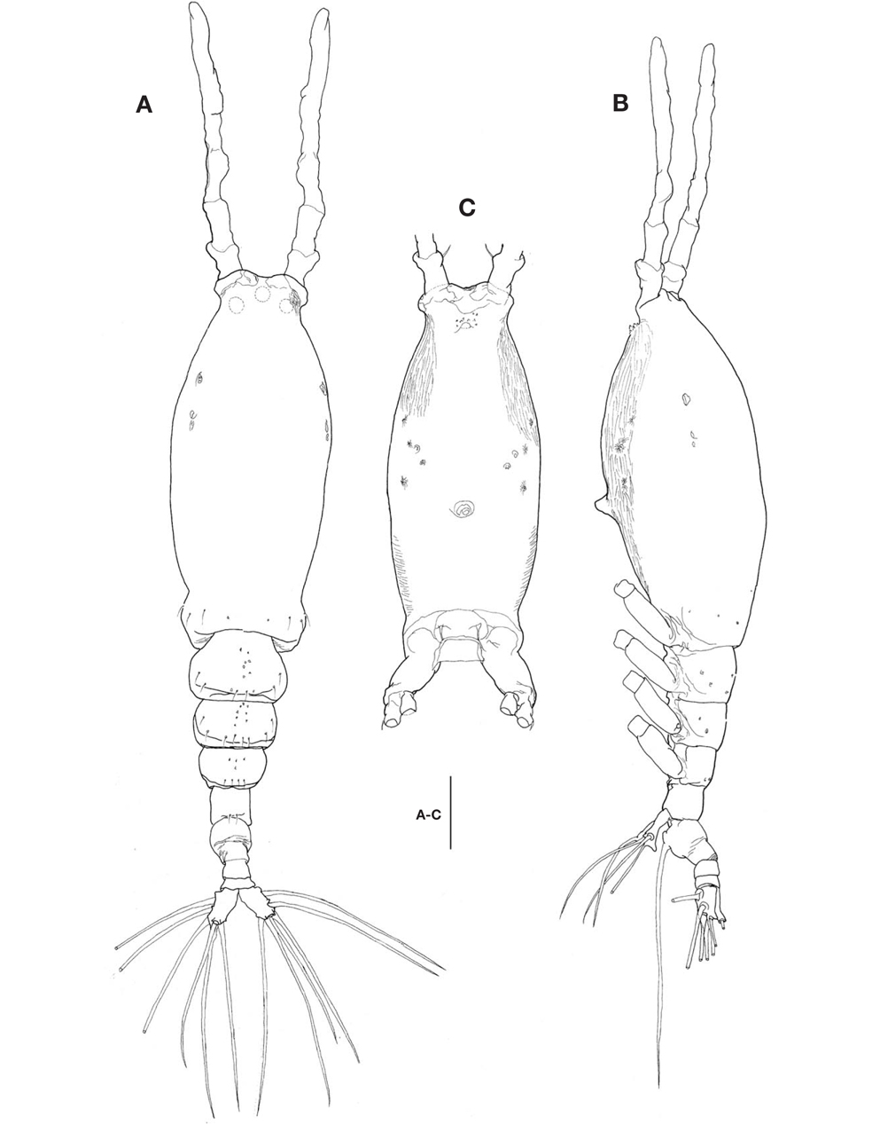 Monstrilla grandis Giesbrecht, female: A, Habitus, dorsal; B, Habitus, lateral; C, Cephalothroax, ventral. Scale bar: A-C=200 μm.