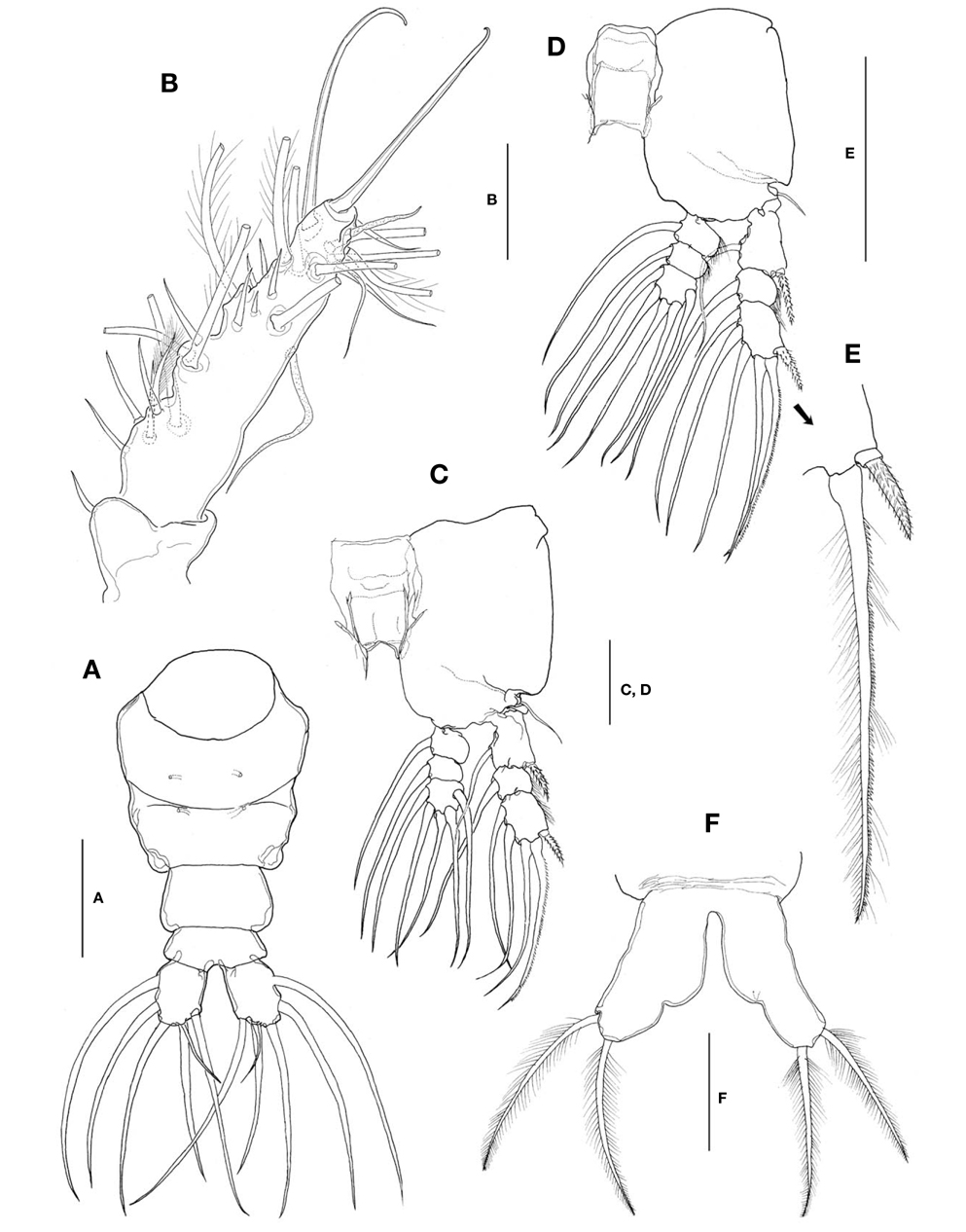 Monstrilla hamatapex Grygier and Ohtsuka, female: A, Urosome, dorsal; B, Antennule; C, Leg 1; D, Leg 3; E, Outer spine and outer apical seta on third exopodal segment of leg 3; F, Leg 5. Scale bars: A-F=100 μm.