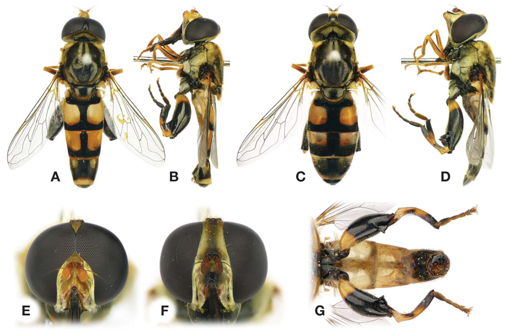Tropidia rostrata. A, B, E, G, Male (11.2 mm excluding antennae); C, D, F, Female (11.3 mm).