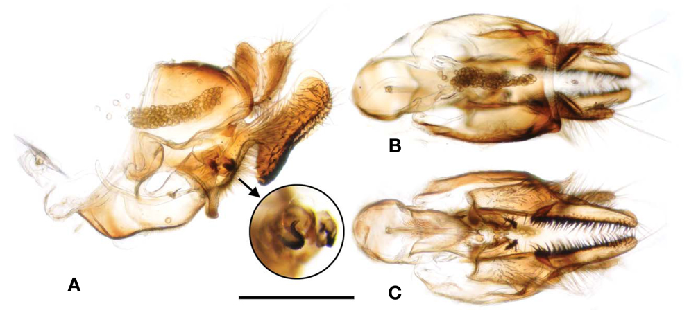 Tropidia rostrata, male genitalia. A, Lateral view; B, Dorsal view; C, Ventral view. Scale bar=0.5 mm.