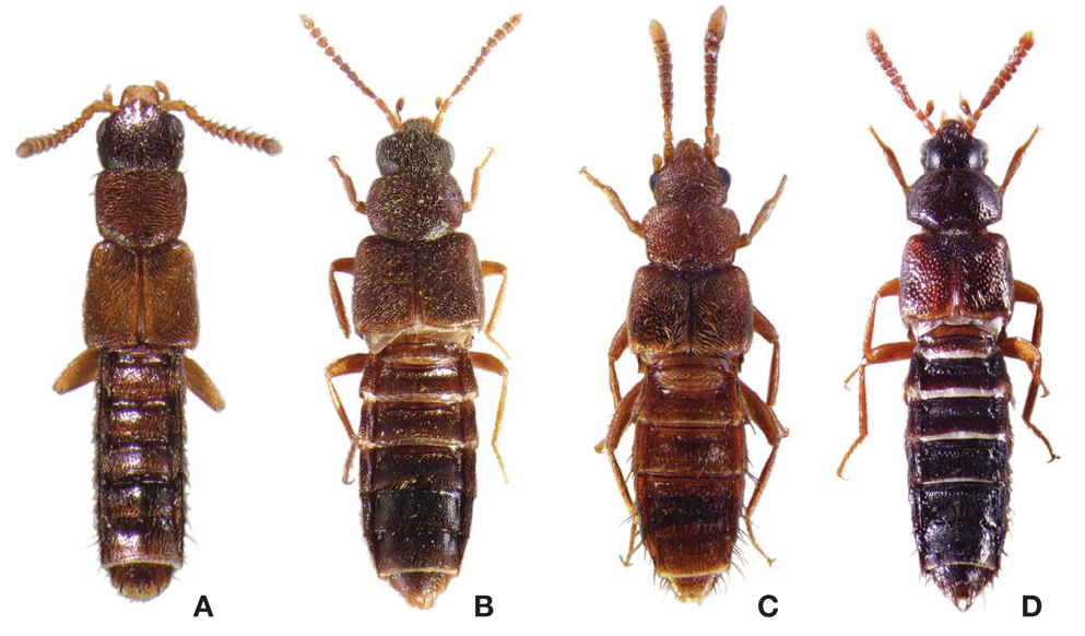 Habitus. A, Anomognathus armatus, 1.9 mm; B, Heterota onorum, 2.8 mm; C, Neosilusa ceylonica, 2.0 mm; D, Silusa lanuginosa, 3.4 mm.