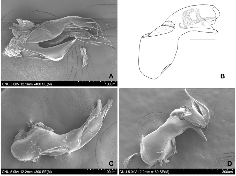 Median lobe, lateral aspect. A, Anomognathus armatus; B, Hererota onorum; C, Neosilusa ceylonica; D, Silusa lanuginosa. Scale bar: B=0.1 mm.
