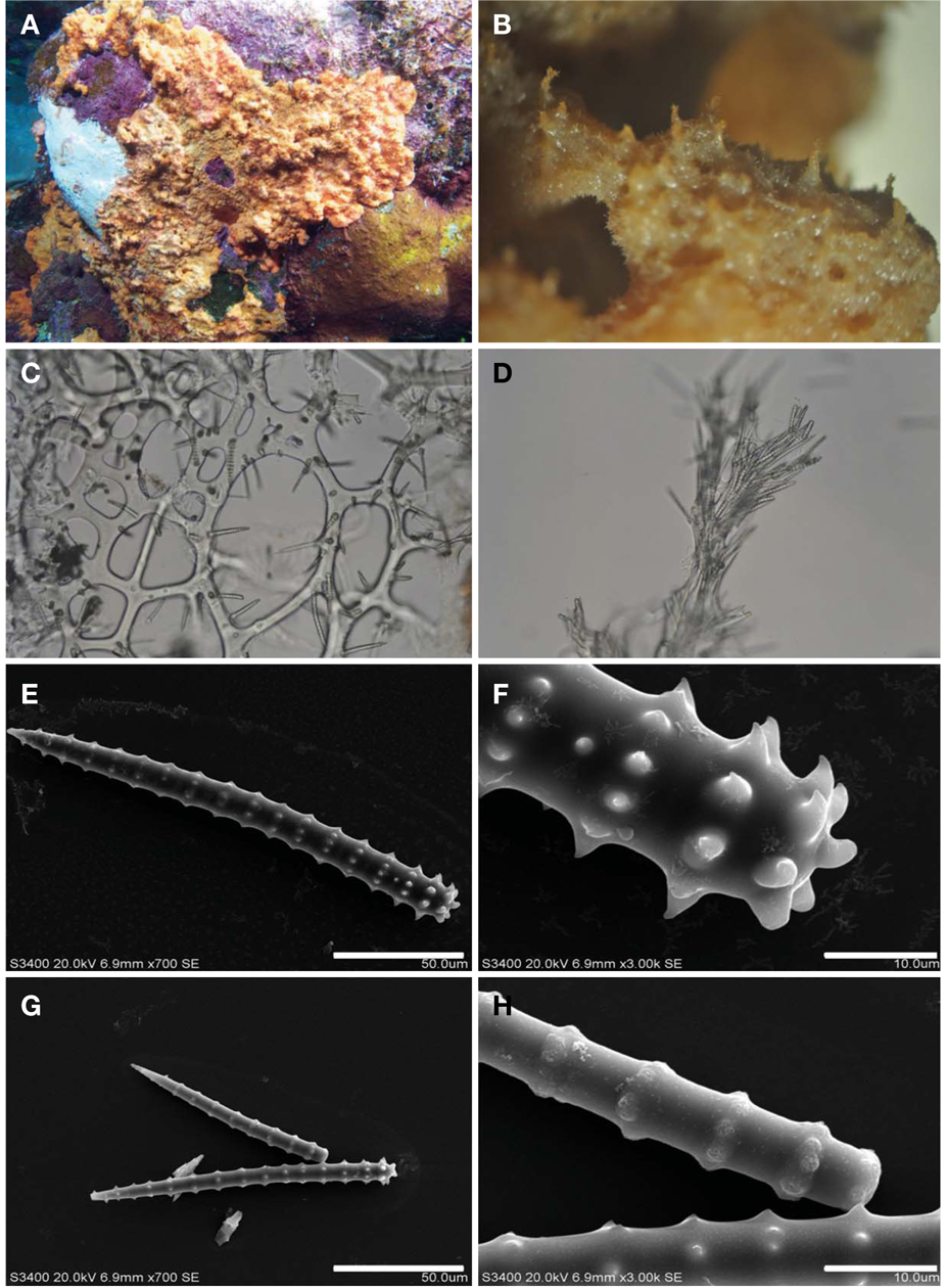 Agelas fragum n. sp. A, Entire animal (in situ); B, Surface of sponge; C, Skeletal structure; D, Terminal brush of spicules; E, Acanthostyle; F, Head of spicule; G, Thin acanthostyle; H, Head of spicule. Scale bars: E, G=50 μm, F, H=10 μm.