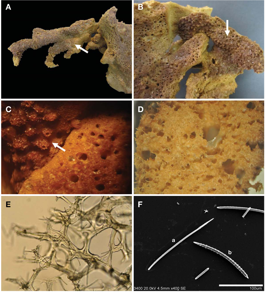 Agelas purpurea n. sp. A, Entire animals (arrow); B, Associated two sponges (arrow); C, Surface of sponge (arrow); D, Perpendicular section; E, All fibres cored with spicules; F, Spicules (a, Thin acanthostyle; b, Acanthoxea). Scale bar: F=100 μm.