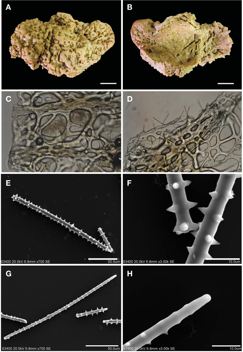 Agelas incrustans n. sp. A, Entire animal; B, Underside of sponge; C, Primary and secondary fibres; D, Echinated fibres; E, Acanthostyle; F, Head of acanthostyle; G, Thin acanthostyle; H, Head of thin acanthostyle. Scale bars: A, B=3 cm, E, G=50 μm, F, H=10 μm.