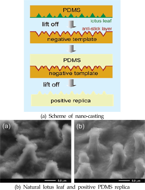 Superhydrophobic surface by using lotus leaf as the template (Sun et al., 2005)