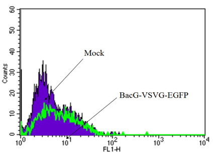 VSVG와 EGFP를 포함한 재조합 baculovirus에 의해 감염된 HFF의 FACS 분석