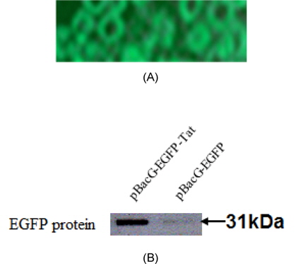 Tat 존재된 그리고 Tat 부재된 재조합 베큘로바이러스의 VSVG의 발현(A: 형광현미경을 사용하여 VSVG에 의해 발현된 EGFP, B; Western blot hybridization을 사용하여 각 벡터에 의해 발현된 EGFP)