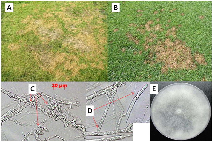 Disease symptoms on chewing fescue (A) and Kentucky bluegrass (B) caused by Pythium aphanidermatum. A: Symptoms on early June were brownish colored and leaf dried patches; B: Patch symptoms by leaf dries (blighted) and damping off on late July; C: Lobulate sporangia are inflated, complex structures; D: Filamentous sporangia are usually indistinguishable from vegetative hyphae. Bars=20 μm with X400. E: Mycelial growth on PDA medium for 72 hour after inoculation.