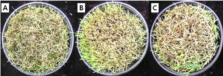 Pathogenicity test on chewing fescue cultivar “Jamestone II” (A), creeping bentgrass cultivar “Penn cross” (B) and Kentucky bluegrass mixed cultivars (Midnight 33%, Moonlight 33%, and prosperity 33%) (C). Inoculation was applied with mycelium suspension of 1ml by injection in the pots. Disease symptom showed on 5 days after inoculation.