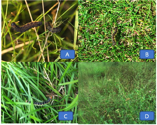 Pseudaletia separata in golf courses. A: Pseudaletia separata on low height tall fescue (Festuca arundinacea), not damaged; B: P. separata on low height Kentucky bluegrass (Poa pratensis), not damaged; C: Slight damage of Kentucky bluegrass by P. separata; D: Heavy damage of Lotus cornicalatus var. japonica by P. separata.