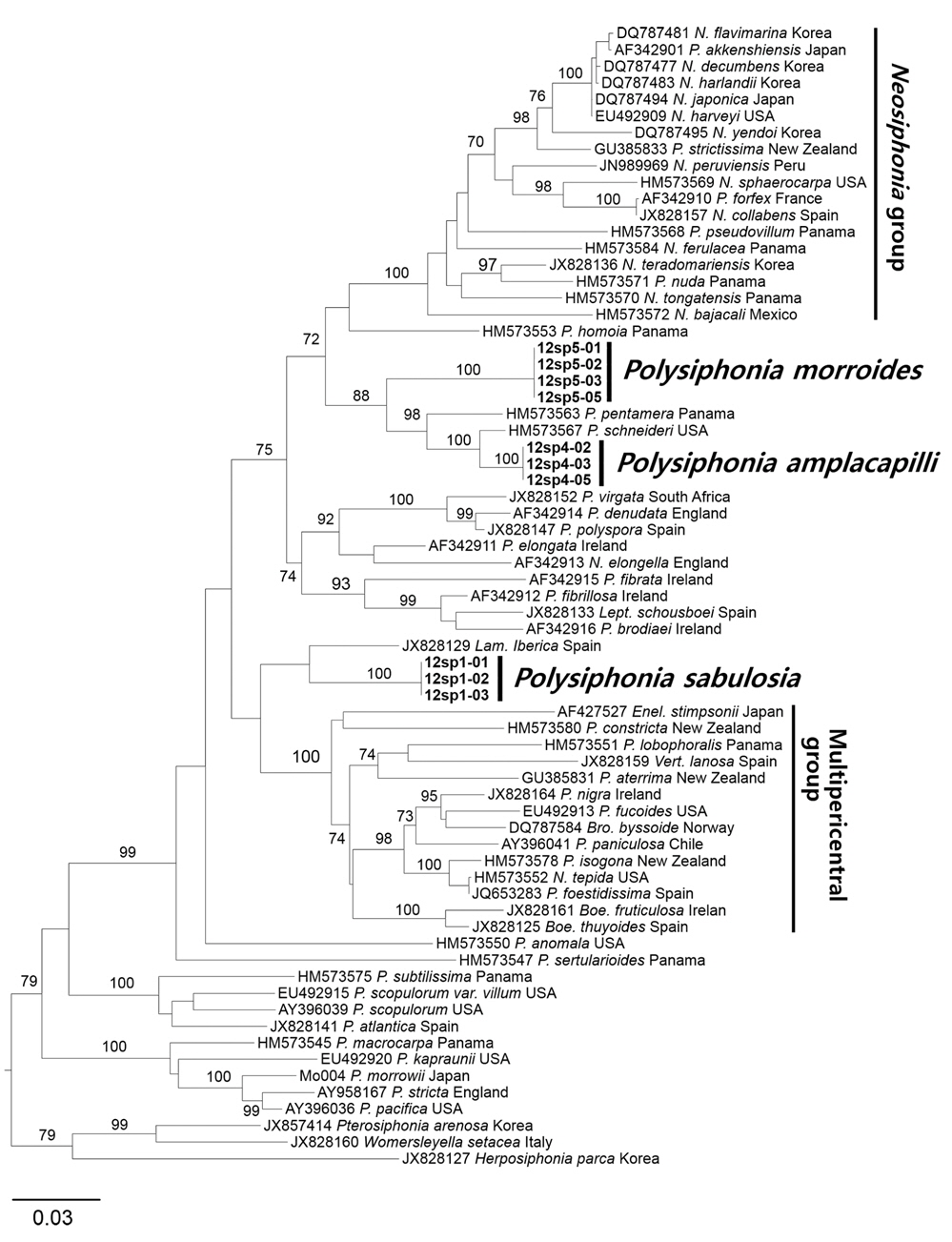 Maximum likelihood (ML) phylogenetic tree (log likelihood = -13,933.281096) for Polysiphonia sensu lato and outgroups derived from rbcL sequences. The ML bootstrap values (1,000 replicates) are shown above the branches.