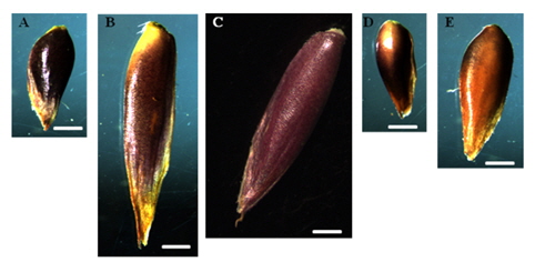 Seed shape of zoysiagrasses collected from South Korea by light microscope. A: Zoysia japonica Steud.; B: Z. sinica Hance.; C: Z. machrostachya Franch. and Sav.; D: Z. matrella [L.] Merr.); E: interspecific hybrid zoysia. Unit: mm.