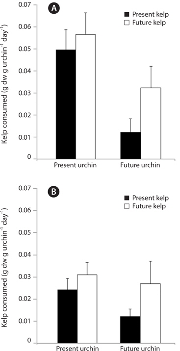 Feeding rates, measured as the amount of kelp consumed g urchin-1 day -1, of sea urchins at one month (A) and two months (B) after the start of the three month urchin incubation. Kelp pieces were weighed prior to feeding and placed into individual urchin compartments. Urchins were allowed to feed for 24 hours, after which any remaining kelp was removed and reweighed. Data are means + standard error. n = 9 for all treatments in (A). In (B), n for PUPK, PUFK, FUPK, and FUFK was n = 9, n = 8, n = 8, and n = 5, respectively.
