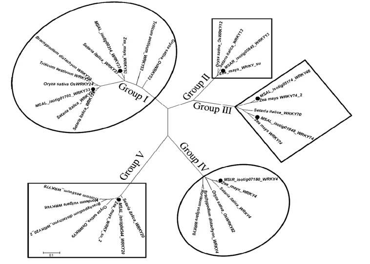 Five phylogenetic groups (group I to V) of Miscanthus cold-responding WRKY isotigs with relation to other WRKY proteins from different plant species. Each Miscanthus isotig was shown with a dot and the WRKY number at the end of the isotig depicts Arabidopsis gene. The WRKY families in the group I and IV in circles were reported to be induced, but those in the group II, III and V in squares were repressed in response to cold treatment (Rushton et al., 2010).