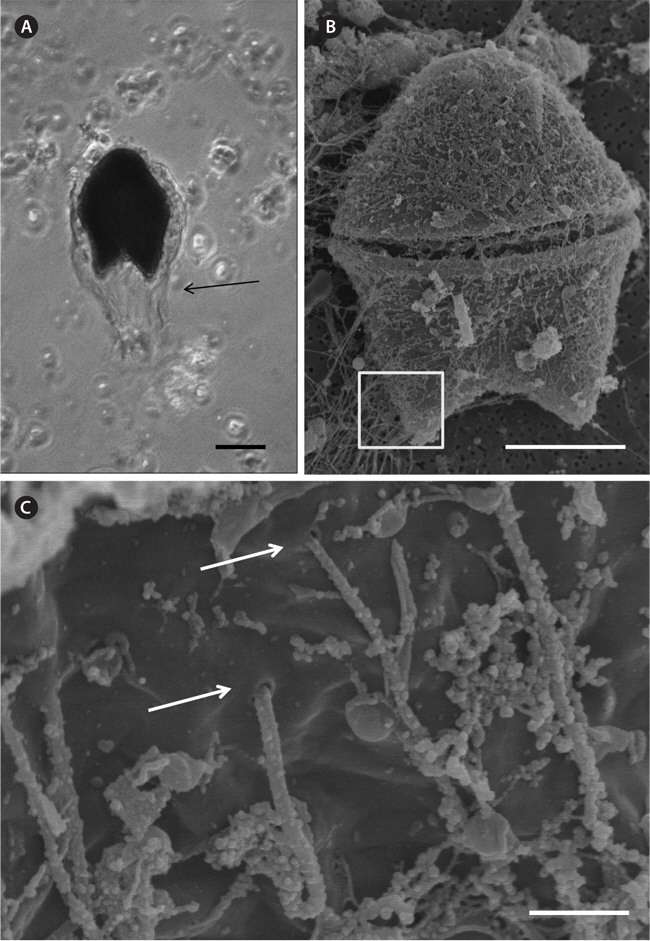 (A) Light microscopy observation of Akashiwo sanguinea cells. (B) Scanning electron microscopy observation of A. sanguinea and mucous strands. (C) Scanning electron microscopy observation of mucous strands extruding from A. sanguinea pores (e.g., locations shown by arrows), in the area outlined in (A). Scale bars represent: A & B, 20 μm; C, 1 μm.