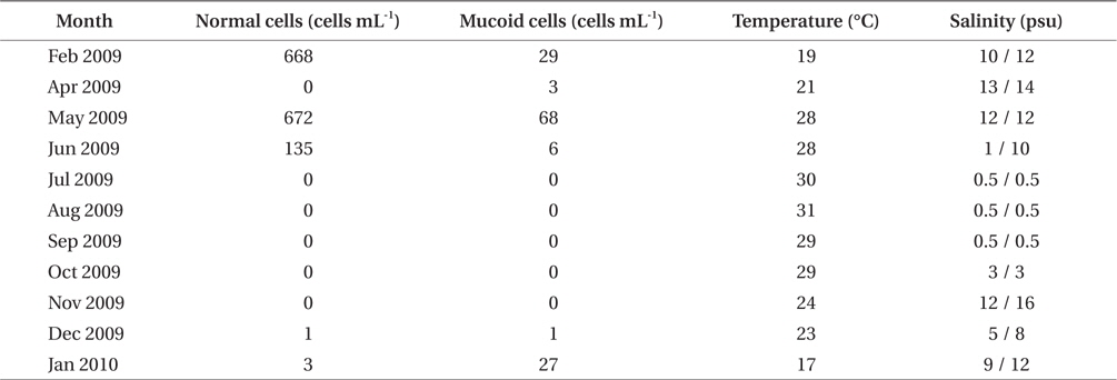 Cell densities of normal and mucous covered Akashiwo sanguinea cells at the sampling site in the Caloosahatchee Estuary, along with surface water temperature and salinity (surface / bottom)
