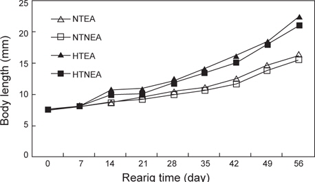 Growth in body length of H. otakii larvae and juveniles reared on different water temperatures and diets for 56 days. (NT, Natural sea water temperature; HT, Heated seawater temperature; NEA, Non-enriched Artemia nauplii; EA, Enriched Artemia nauplii).