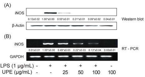 Effect of UPE on LPS-induced iNOS protein and mRNA expression in RAW 264.7 cells.