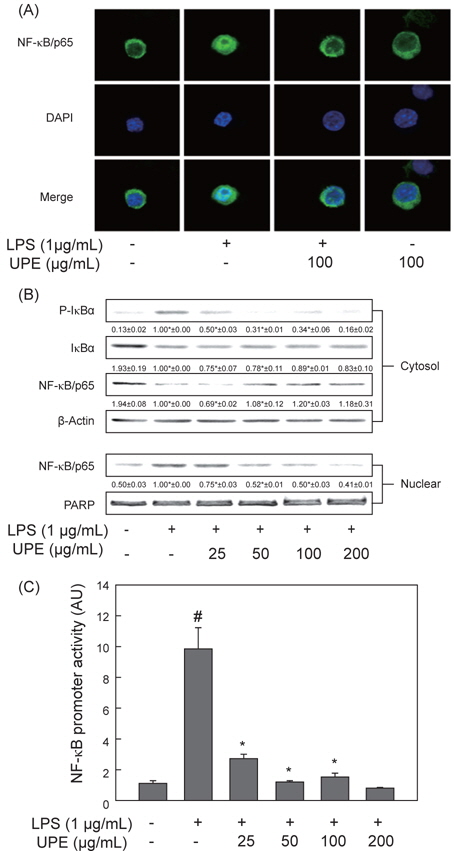 Inhibitory effect of UPE on the degradation of IκB-α and the activation of NF-κB in LPS- stimulated RAW 264.7 cells.