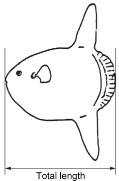Measurement of total length for sunfish Mola mola.