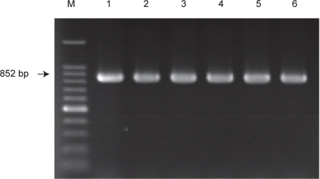 Agarose gel electrophoresis of DNA products amplified in PCR using VPA0477 primers. M, 100 bp ladder marker; lane 1, RIMD2210633; lane 2, strain 3; lane 3, strain 10; lane 4, strain 41; lane 5, strain 61; lane 6, strain 17.