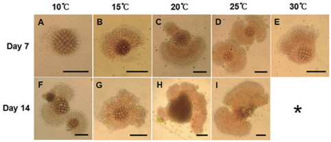 Growth of Hildenbrandia rubra spores under 34 psu, 50 μmol photon m？2 s？1, 12:12h LD over 14 days (Scale bar : 50 μm). *; sporeling death.
