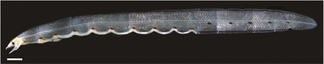 Leptocephalus of Ophichthus asakusae, Jeju Island of Korea. TL= 80.5 mm. Scale bar= 3.0 mm.