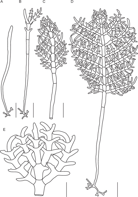 Phyllodictyon anastomosans (Harvey) Kraft et M. J. Wynne. A: A young filament with irregularly branched rhizoid, B: A young thallus bearing oppositely branching primordia, C: Thallus formation with branches and branchlets development, D: A full-grown plant with reticulate fan-shaped thallus, E: Sporulation pores and branch connections with apical haptera. Sclae bars: 50 μm (A-D), 30 μm (E).