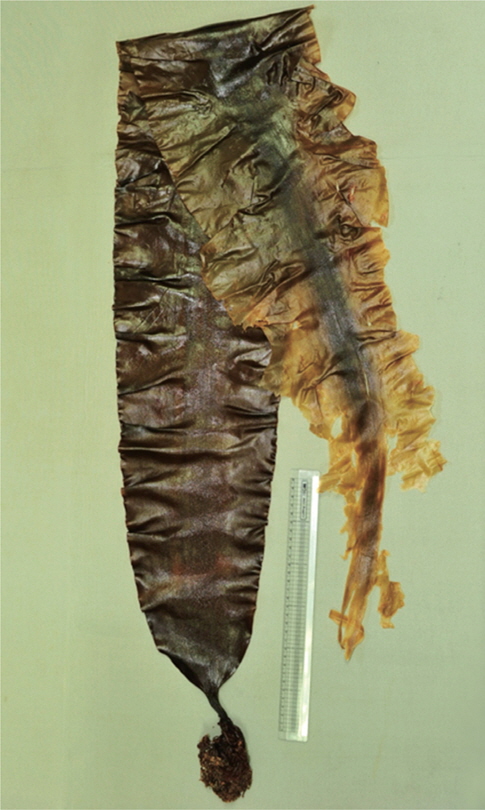 A thallus morphology of Saccharina ochotensis (Miyabe) C.E. Lane, C. Mayes, Druehl et G.W. Saunders. Scale bar: 30 cm.