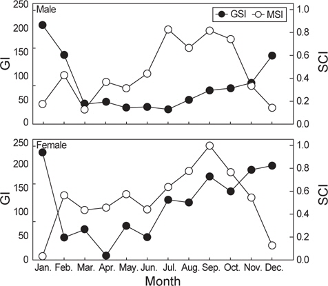 Relationship between gonad index (GI) and stomach contents index (SCI) on female and male of Lycodes tanakae sampled in the coastal waters of middle East Sea.