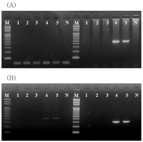 Detection of viruses in 1 L seawater spiked with (A) VHSV and (B) IVS-1 (1.0E+01 viral particles/mL seawater, each) followed by concentration with different membranes. 1-step PCR and 2-step PCR was performed for left lanes 1-5 andright lanes 1-5, respectively. Lane 1, sterile seawater (GF/C+HA); lane 2, GF/C membrane; lane 3, CA membrane; lane 4, GF/C+CA+HA membrane; lane 5, GF/C+HA membrane.M, 100 bp DNA ladder. N, No template control.
